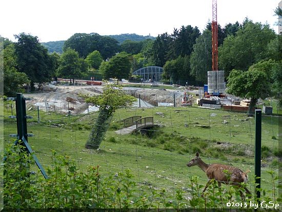 Mitteleuropäischer Rothirsch und Neubau Elefanten-Außenanlage