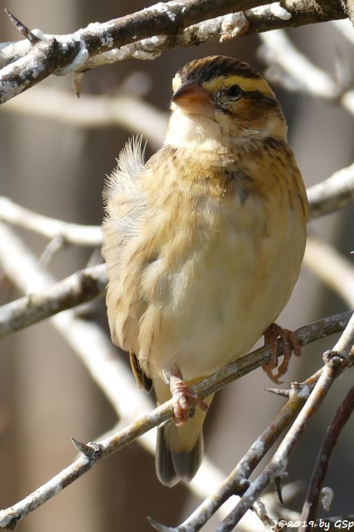 Tahaweber (Napoleonweber)