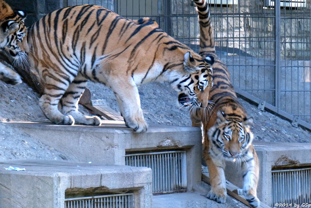 Sibirische Tigerin HANYA mit DIMA und DARJA, geb. am 10.08.13