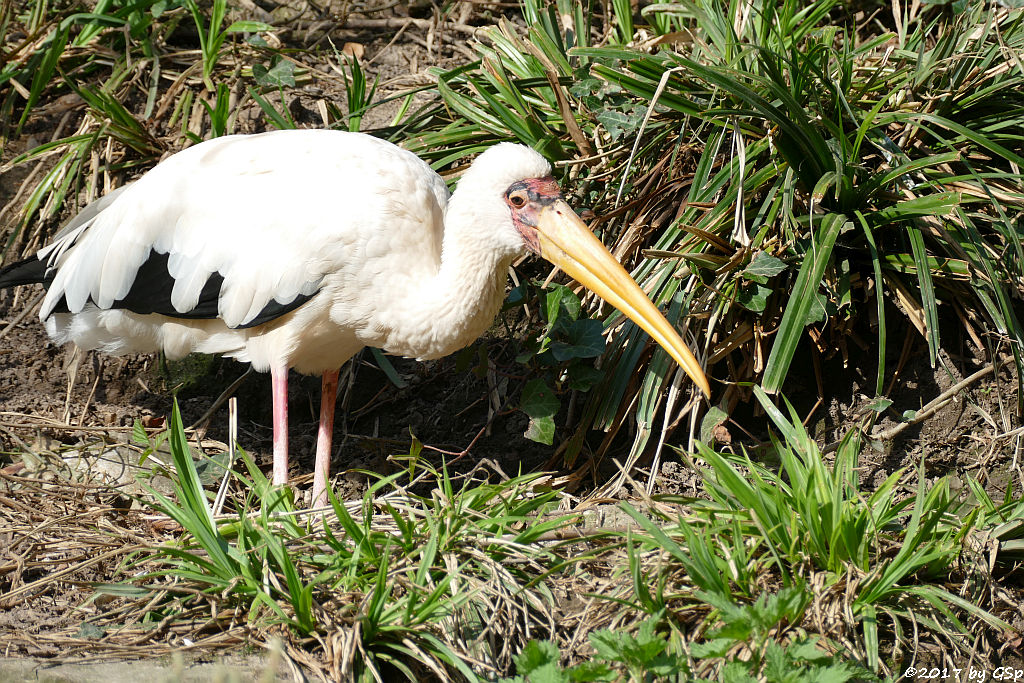 Milchstorch (Malaien-Nimmersatt)