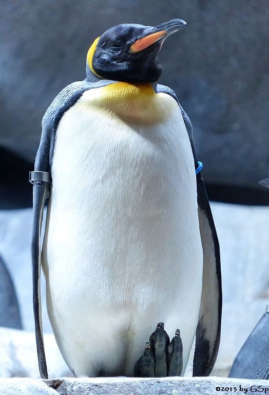 Königspinguin