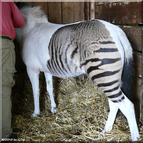 Zebra-Pferd ECLYSE