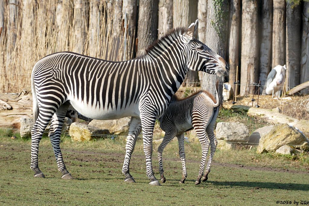 Grévy-Zebra, Afrikanischer Marabu