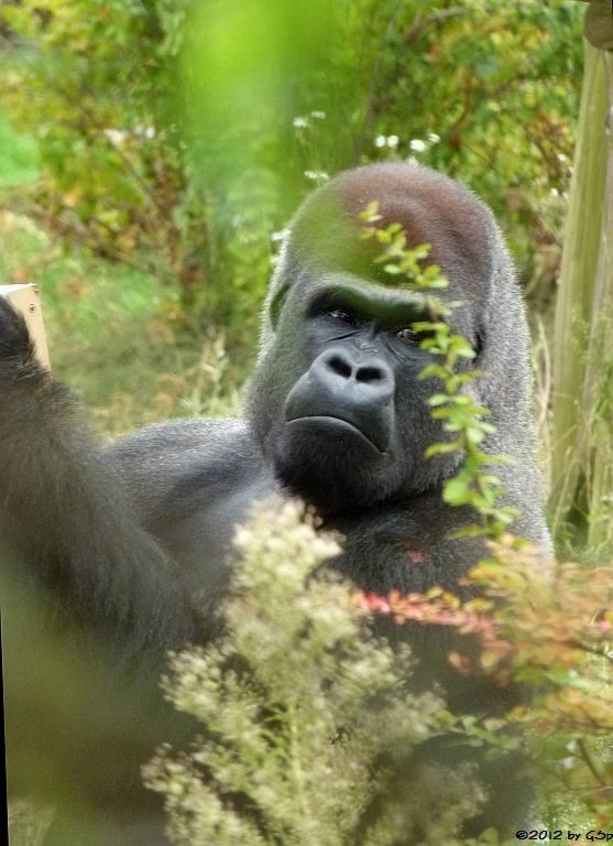 Flachlandgorilla