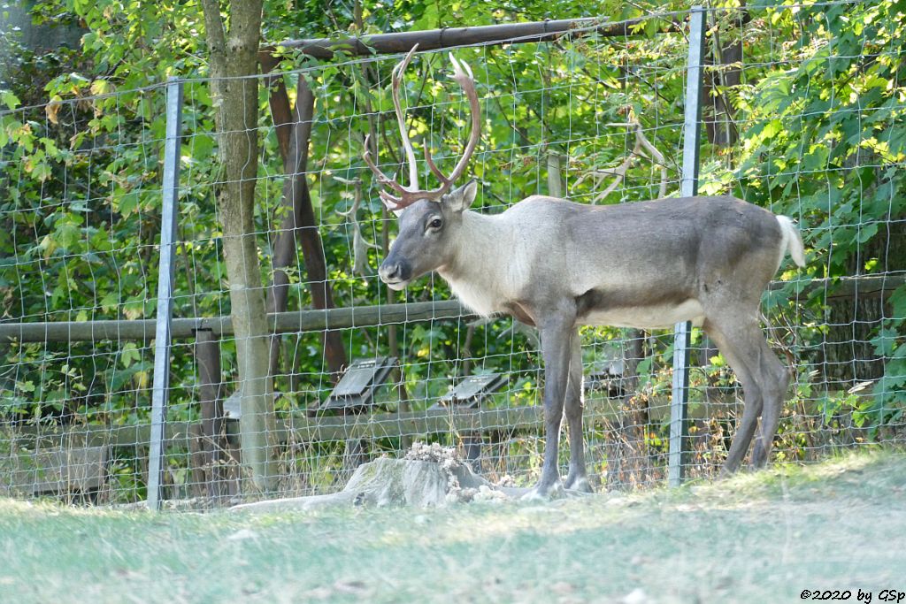 Europäisches Waldrentier