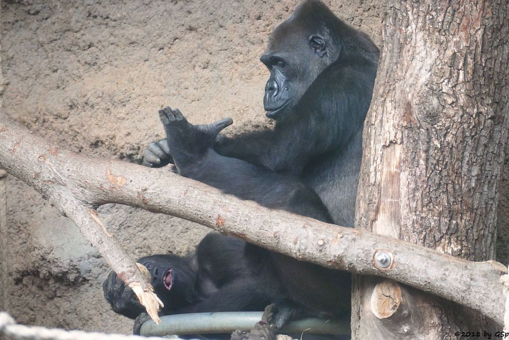 Flachlandgorilla SAWA und REBECCA