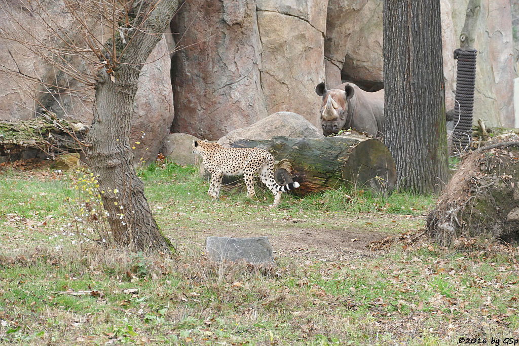Südafrikanischer Gepard, Ostafrikanisches Spitzmaulnashorn (Östliches Spitzmaulnashorn)