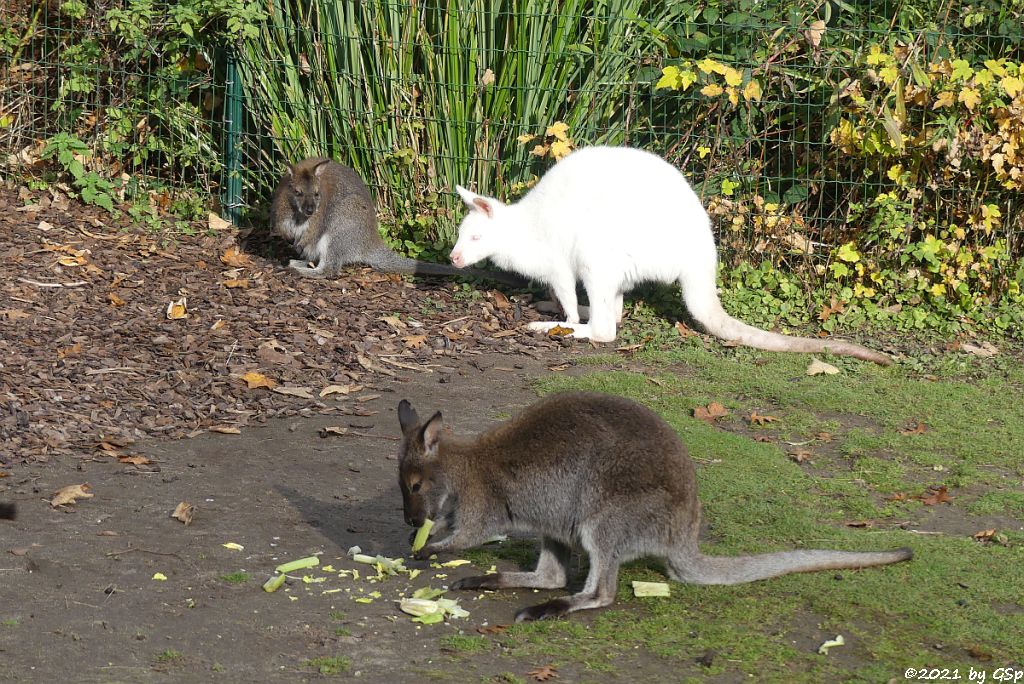 Rotnackenwallaby (Bennettkänguru)