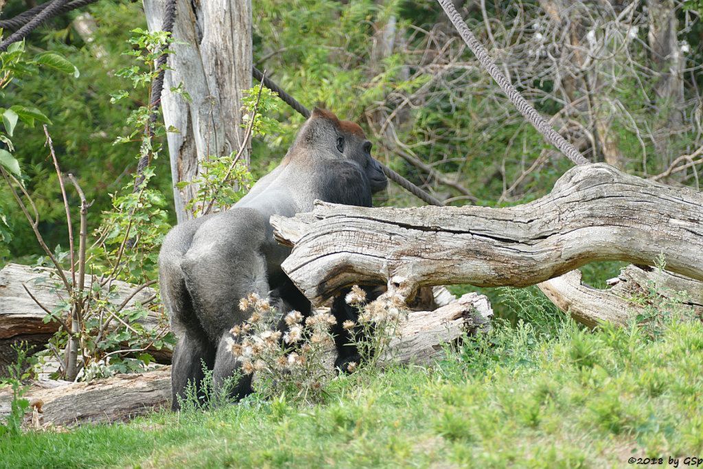 Flachlandgorilla ABEEKU