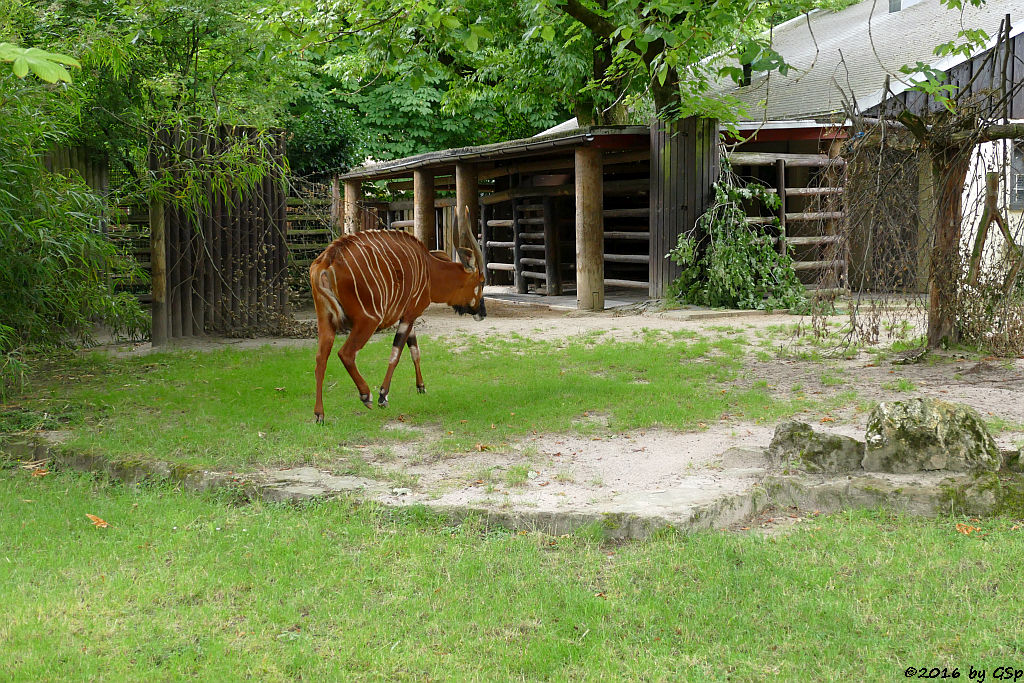 Bongo