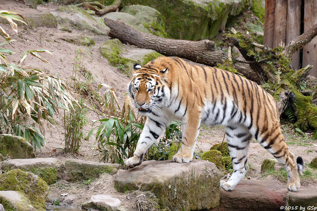 Sibirischer Tiger SAMUR