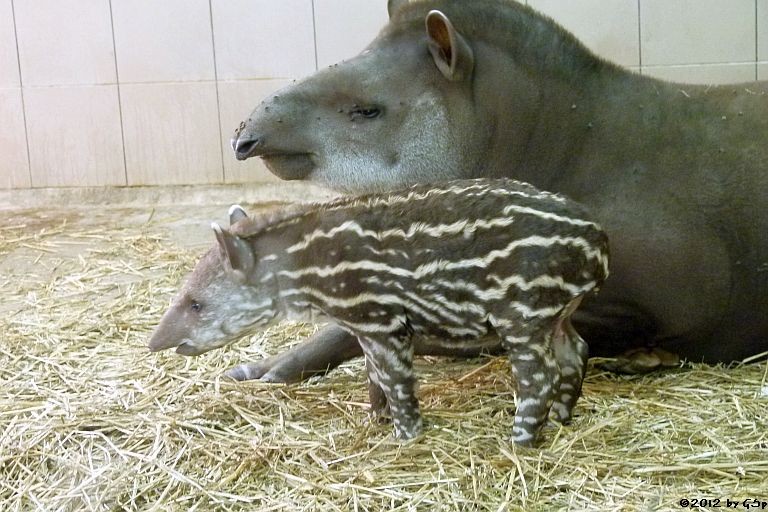 Flachlandtapir, Jungtier geb. am 10.08.12