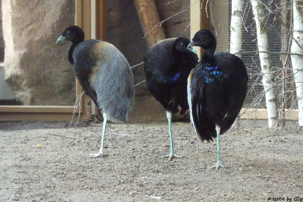 Zoo Halle: Grauflügel-Trompetervogel (Graurücken-Trompetervogel)