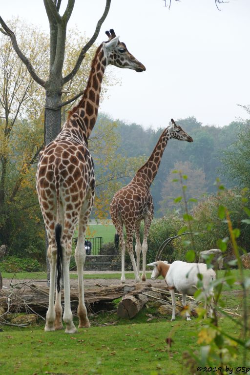 Rothschildgiraffe (Uganda-Giraffe, Baringo-Giraffe), Säbelantilope