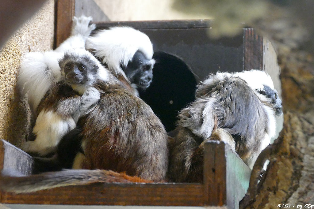 Lisztäffchen (Lisztaffe, Pinchéaffe), Jungtiere geb. am 10.04.17 (6 1/2 Wochen)