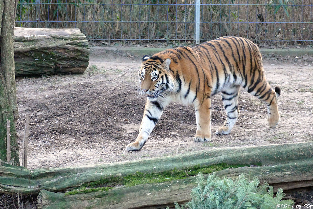 Amurtiger (Sibirischer Tiger, Mandschu-Tiger) SERGAN