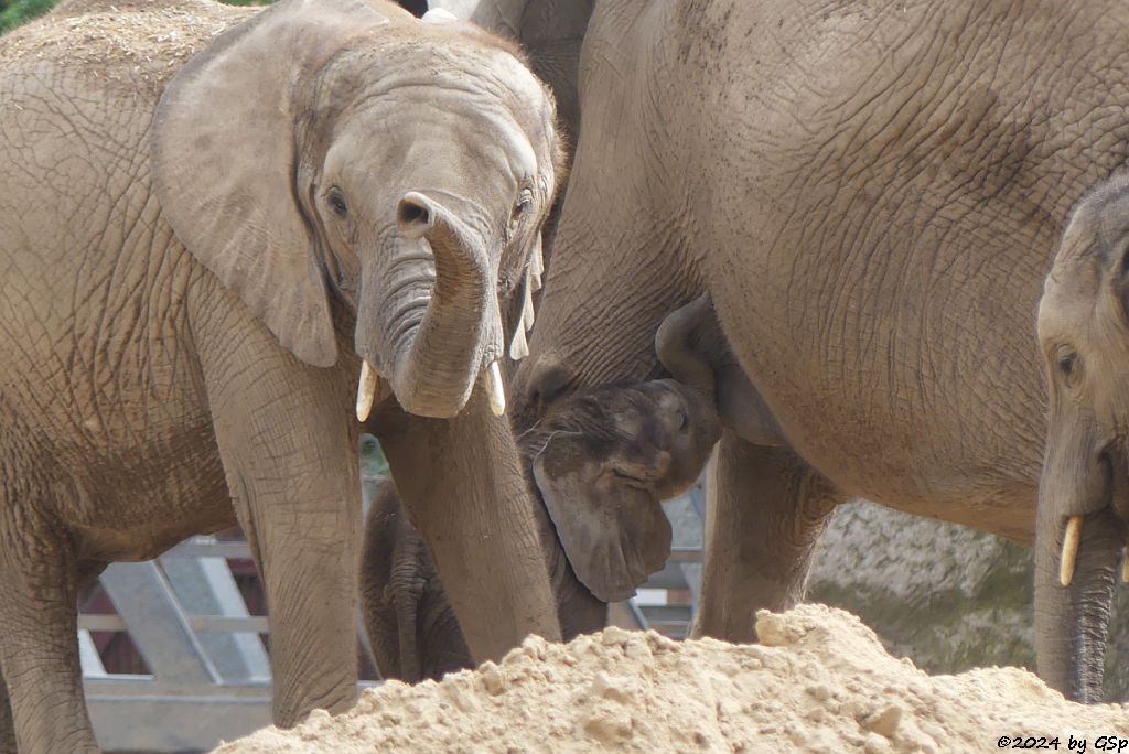 Elefanten Zoo Halle: TAMIKA, TANA mit SIMON, geb.4.2.24