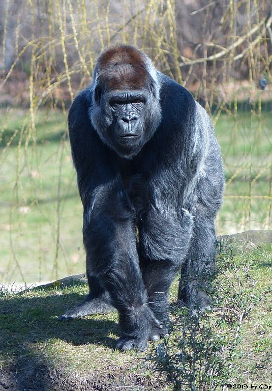 Flachlandgorilla