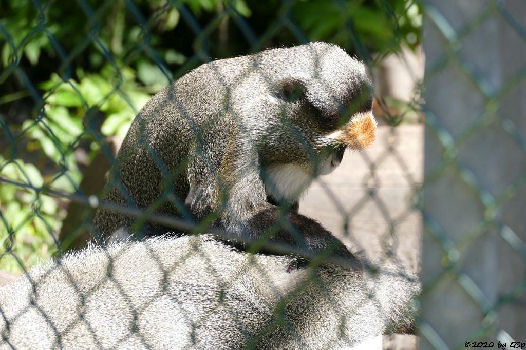 Brazza-Meerkatze