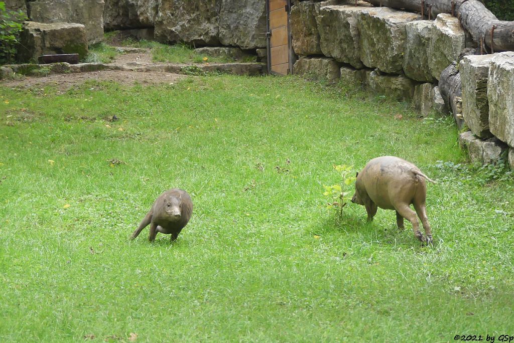 Sulawesi-Hirscheber (Celebes-Hirscheber, Sulawesi-Babyrusa)