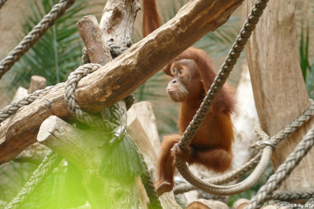 Sumatra-Orang-Utan