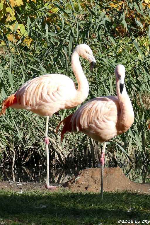 Chileflamingo (Chilenischer Flamingo)