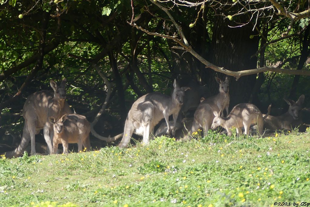 Östliches Graues Riesenkänguru