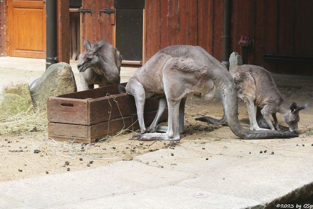 Östliches Graues Riesenkänguru