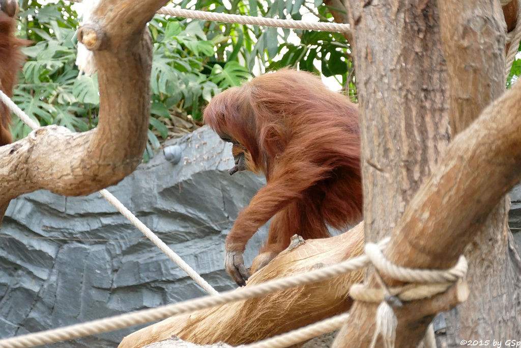 Sumatra-Orang-Utan