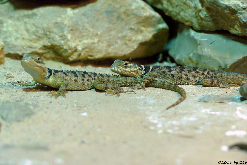 Blauer Stachelleguan (Halsband-Stachelleguan)