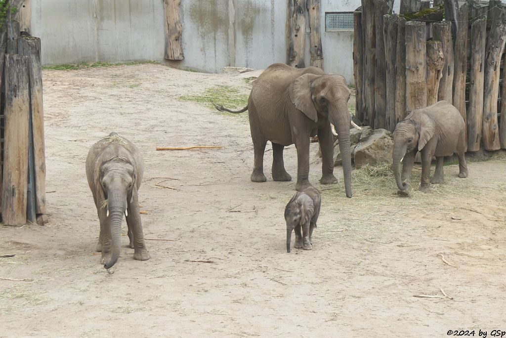 Elefanten Zoo Halle: TAMIKA, SIMON, TANA, ELANI