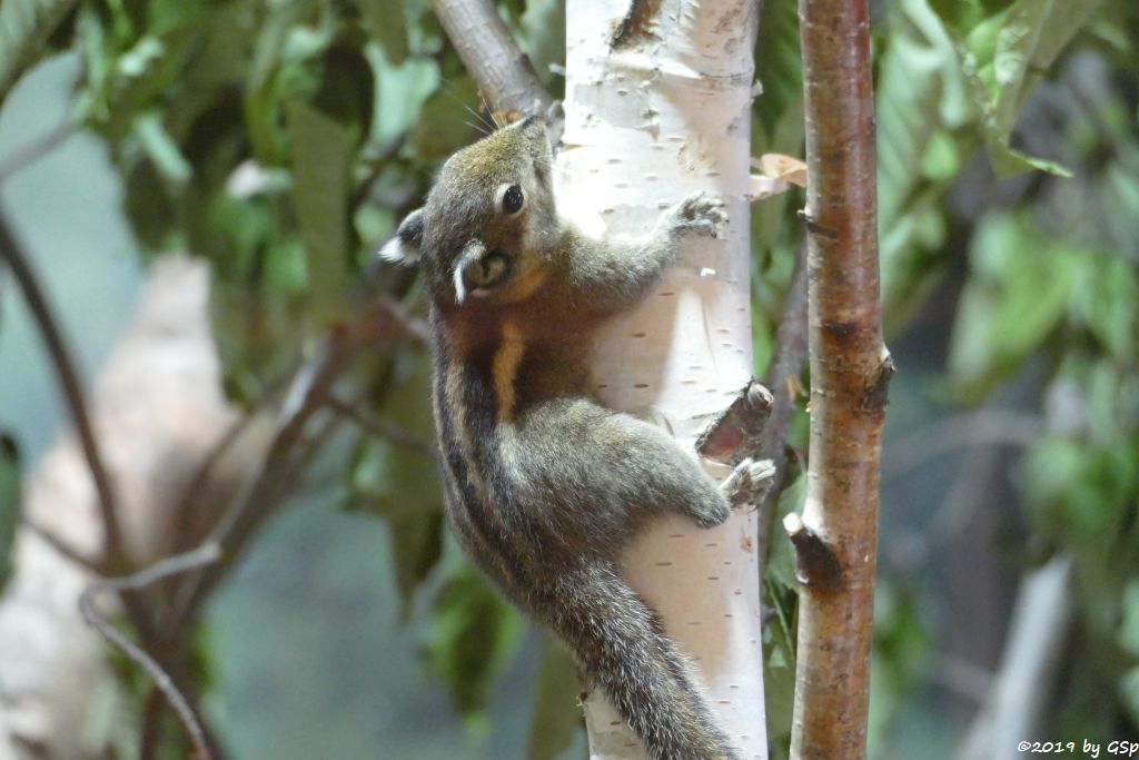 Chinesischen Zwergstreifenhörnchen (Chinesisches Baumhörnchen, Swinhoe-Zwergstreifenhörnchen)