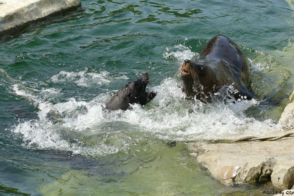 Südafrikanischer Seebär (Zwergseebär, Kap-Seebär)