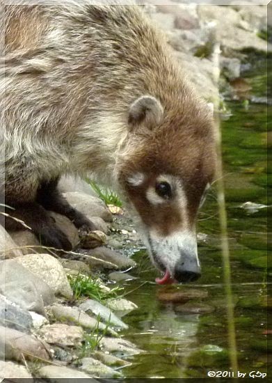 Weißrüssel(nasen)bär