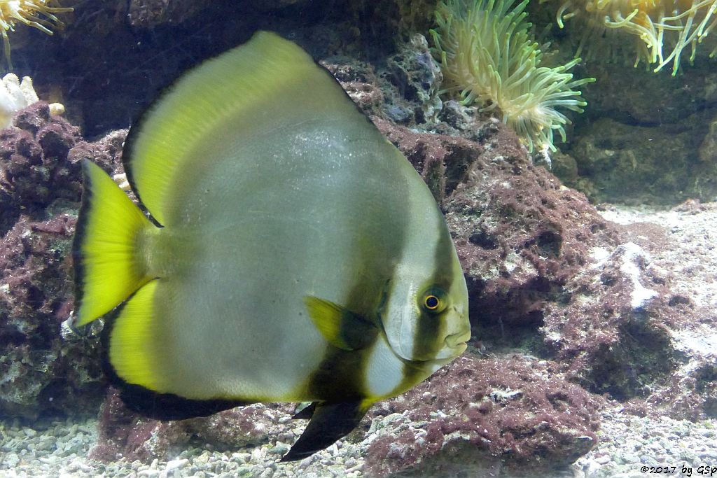 Rundkopf-Fledermausfischc (Gelblossen-Fledermausfisch, Gewöhnlicher Fledermausfisch)