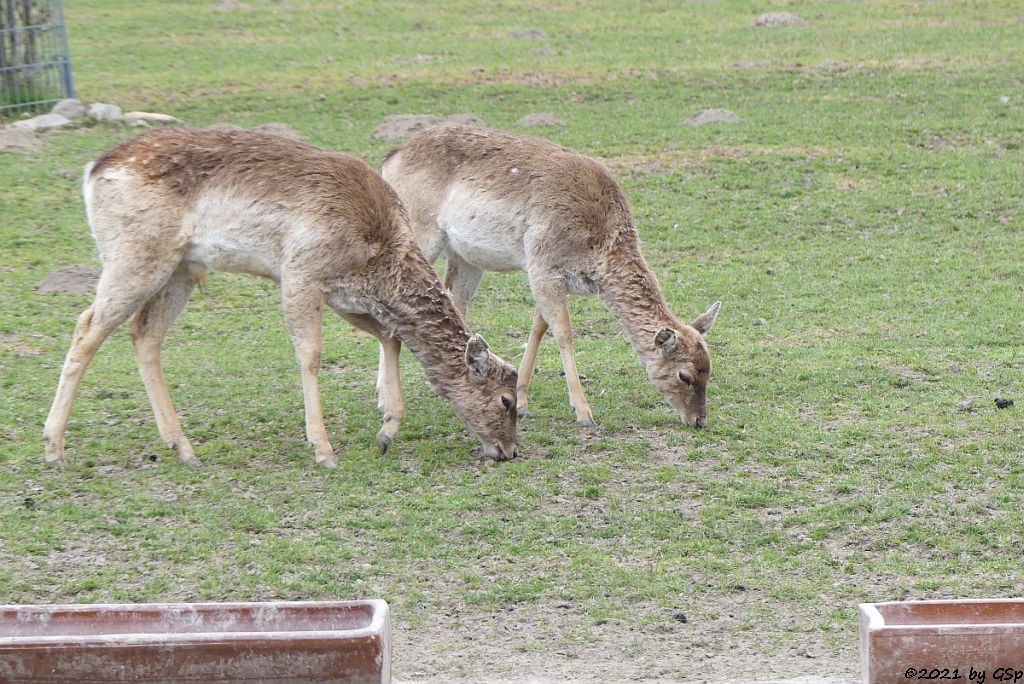 Mesopotamischer Damhirsch