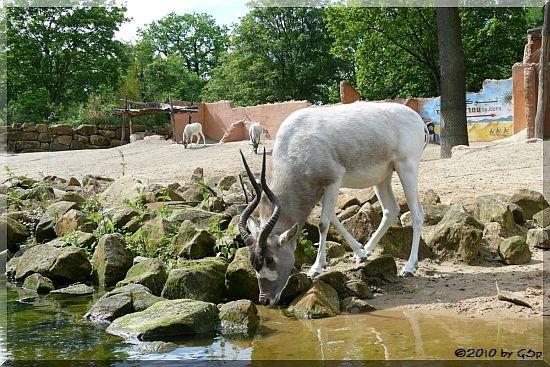 Addax (Mendesantilope)