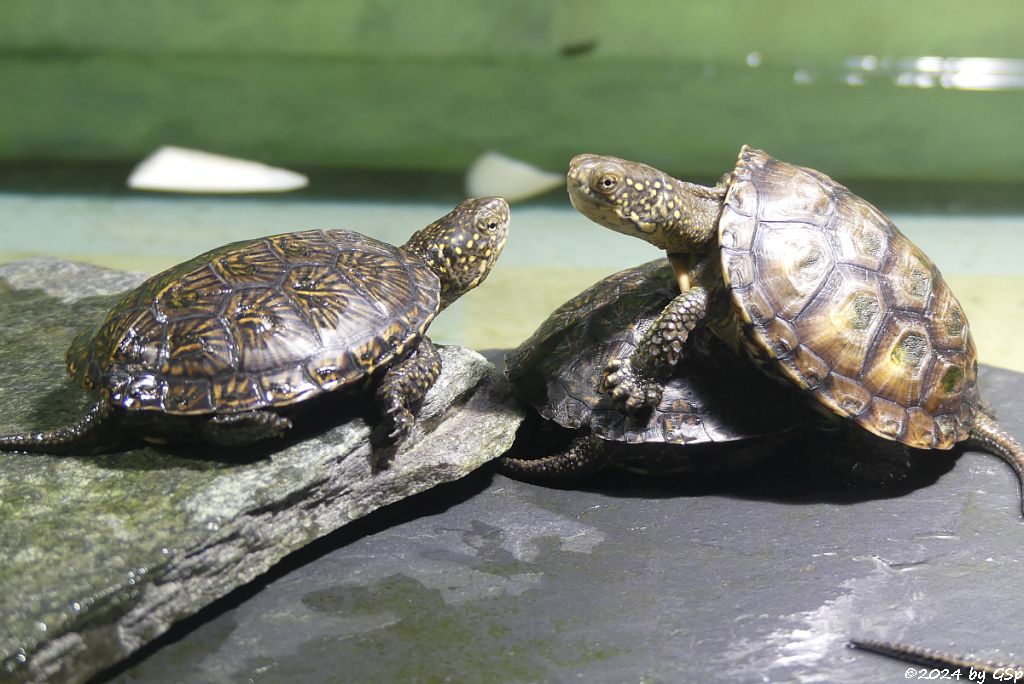 Europäische Sumpfschildkröte
