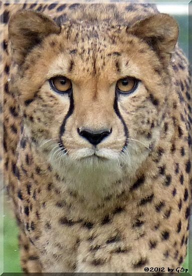 Gepard