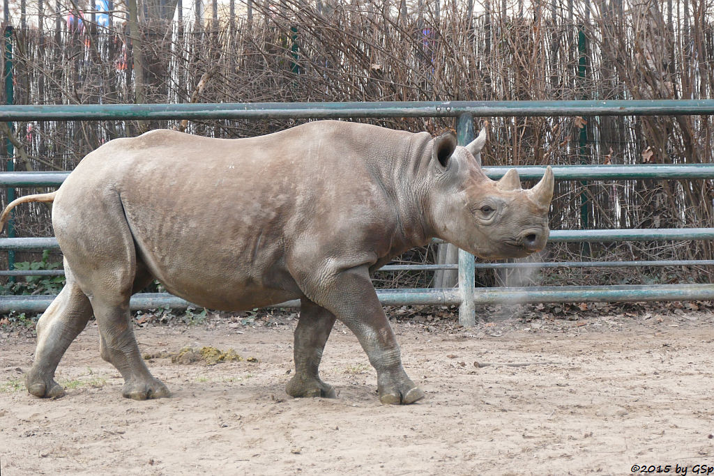Spitzmaulnashorn AKILI