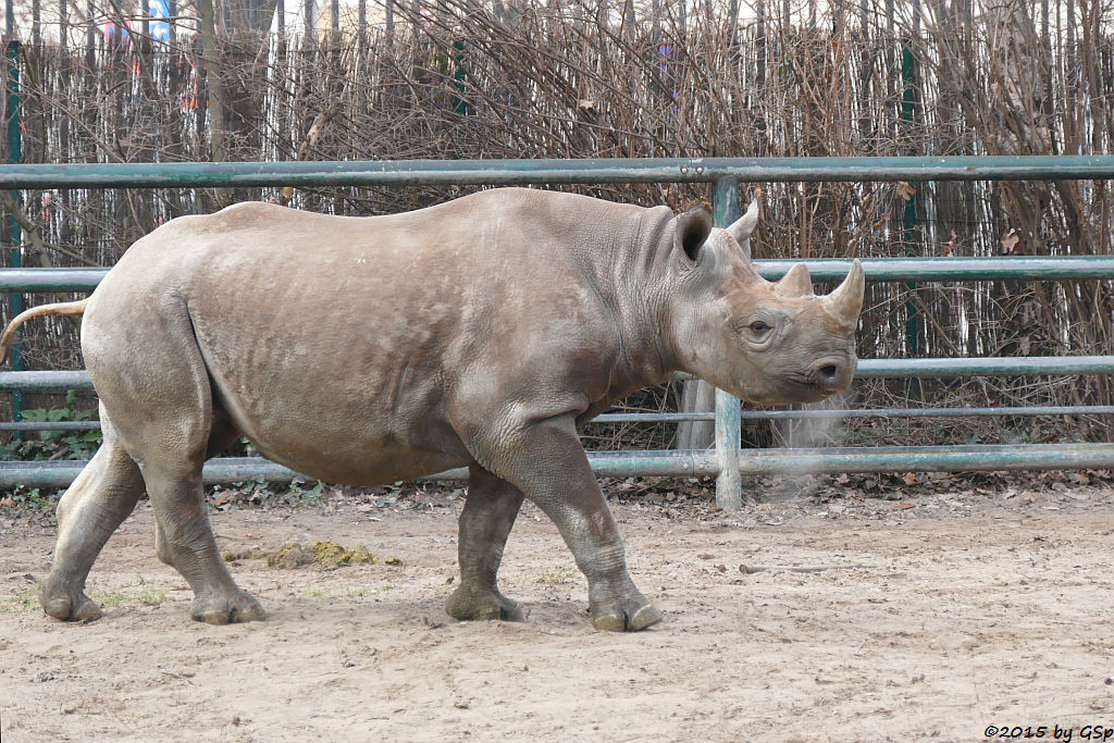 Spitzmaulnashorn AKILI