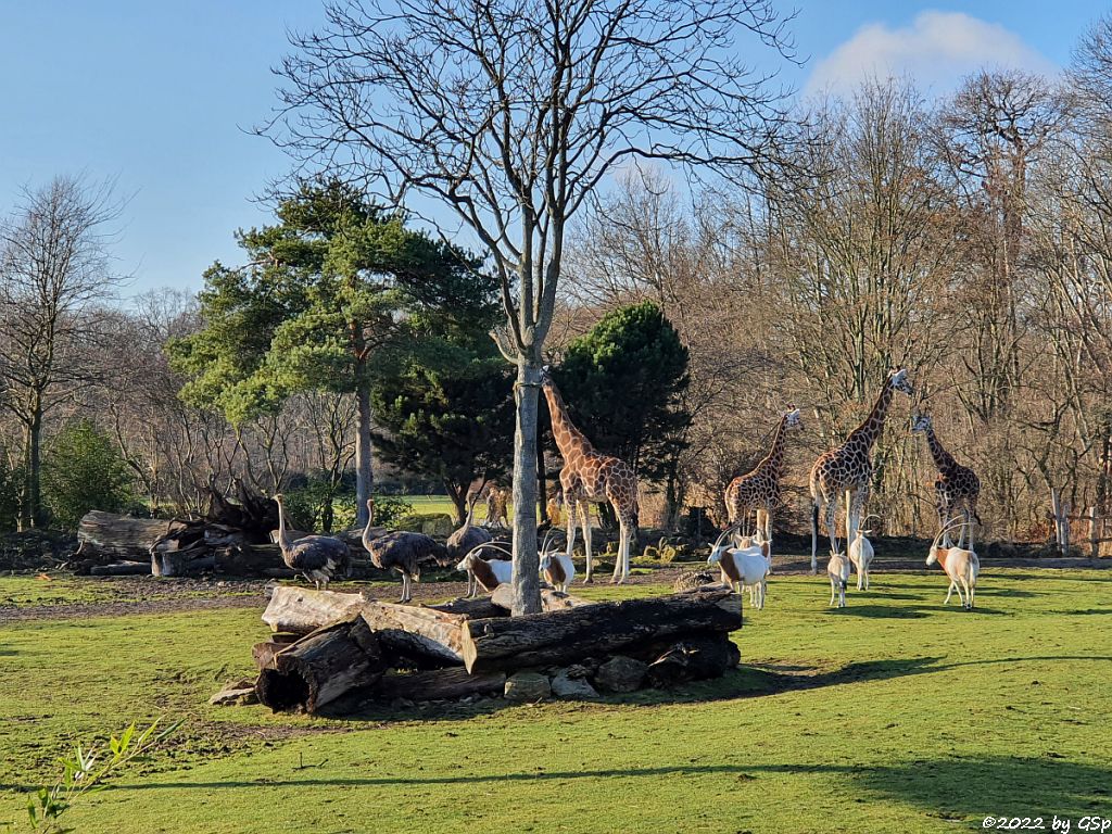 Südafrikanischer Blauhalsstrauß (Südstrauß), Säbelantilope, Rothschildgiraffe (Uganda-Giraffe, Baringo-Giraffe)