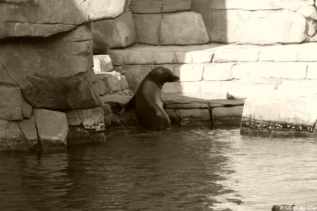 Südamerikanischer Seebär