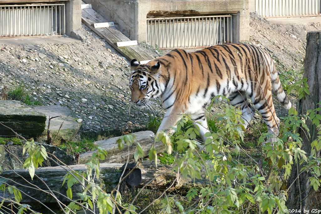 Sibirische Tigerin HANYA