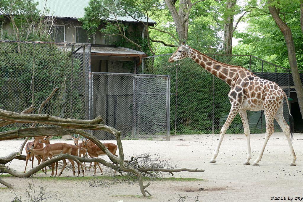 Gewöhnliche Impala (Schwarzfersenantilope, Rothschildgiraffe (Uganda-Giraffe, Baringo-Giraffe)