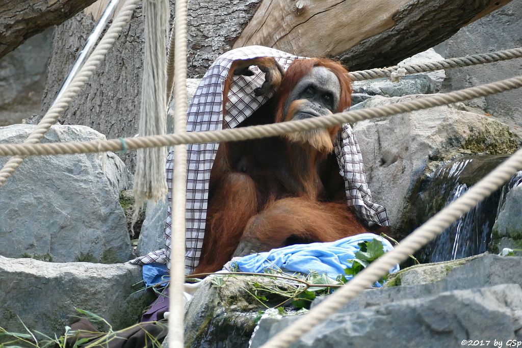 Sumatra-Orang-Utan