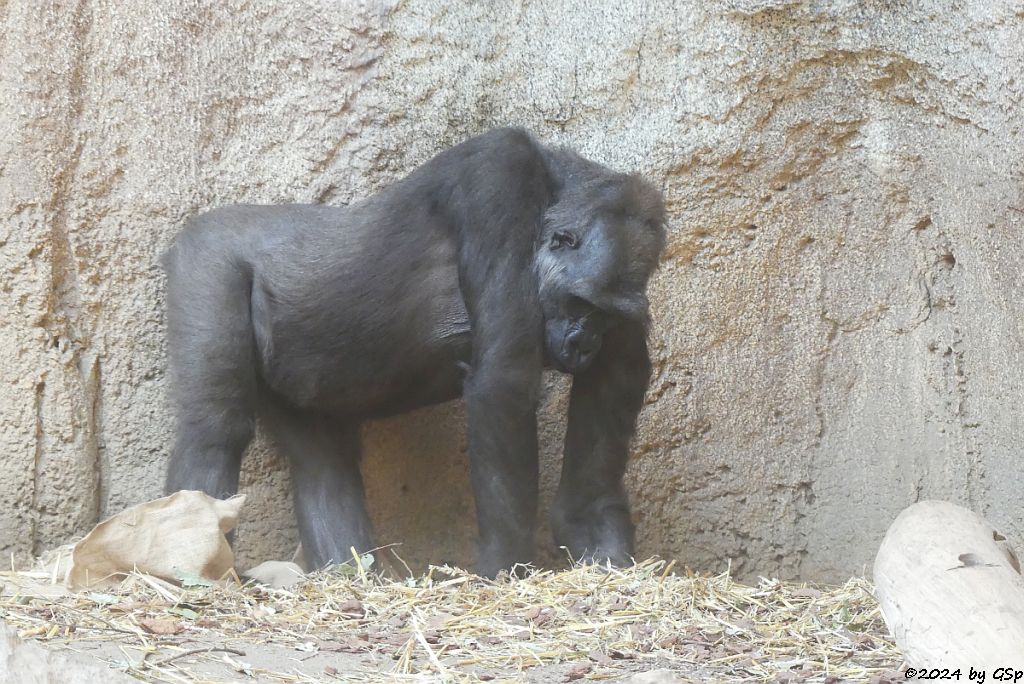 Westlicher Flachlandgorilla
