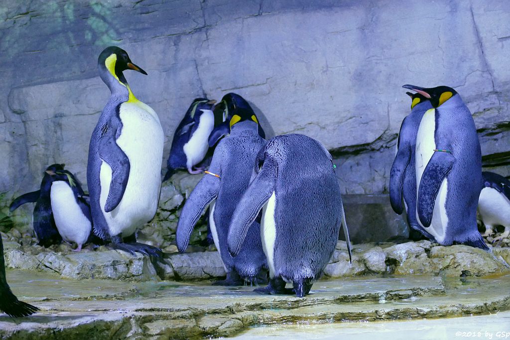 Königspinguin,  Nordfelsenpinguin (Tristan-da-Cunha-Felsenpinguin, Nördlicher Felsenpinguin)