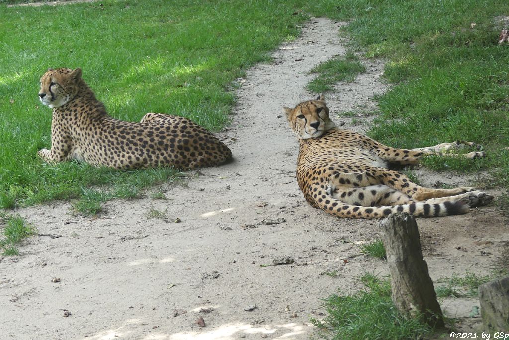 Südafrikanischer Gepard