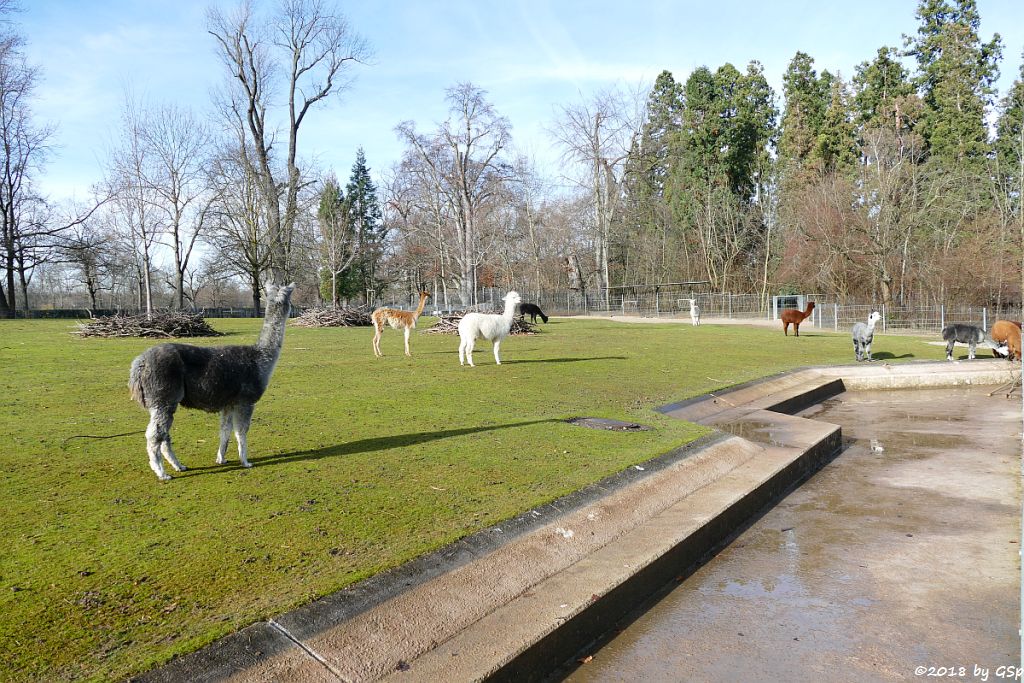 Alpaka, Vikunja